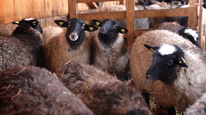 Kako početi sa ovcama - Farma Tadići